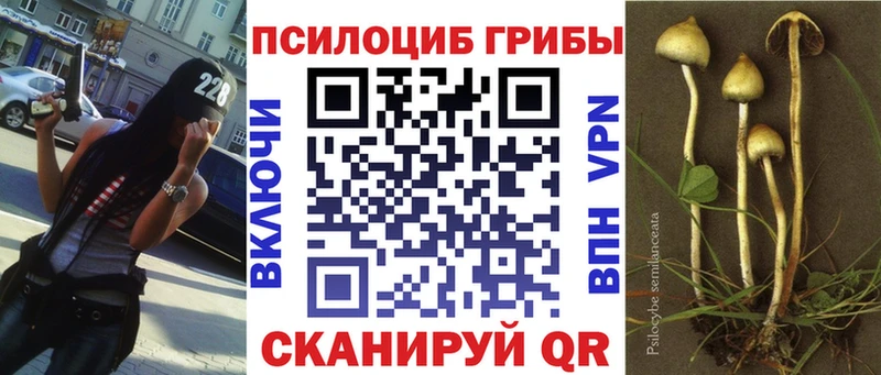 где можно купить наркотик  Талица  Псилоцибиновые грибы Psilocybine cubensis 